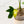 Load image into Gallery viewer, Philodendron pedatum variegated (36B)
