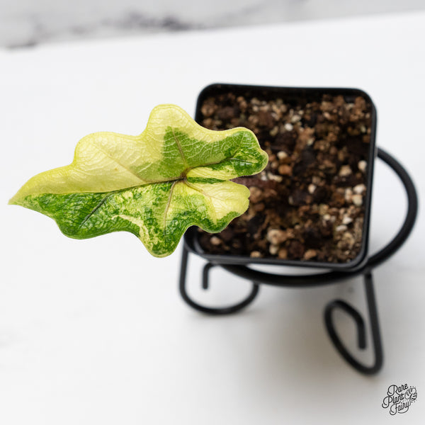 Alocasia Tandurusa Variegated (previously Alocasia 'Jacklyn' or 'Jaclyn') (wk49-K)