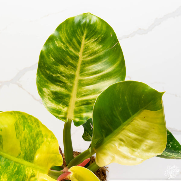 Philodendron 'Moonlight' variegated (36A)