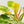 Load image into Gallery viewer, Philodendron &#39;Moonlight&#39; variegated (36A)
