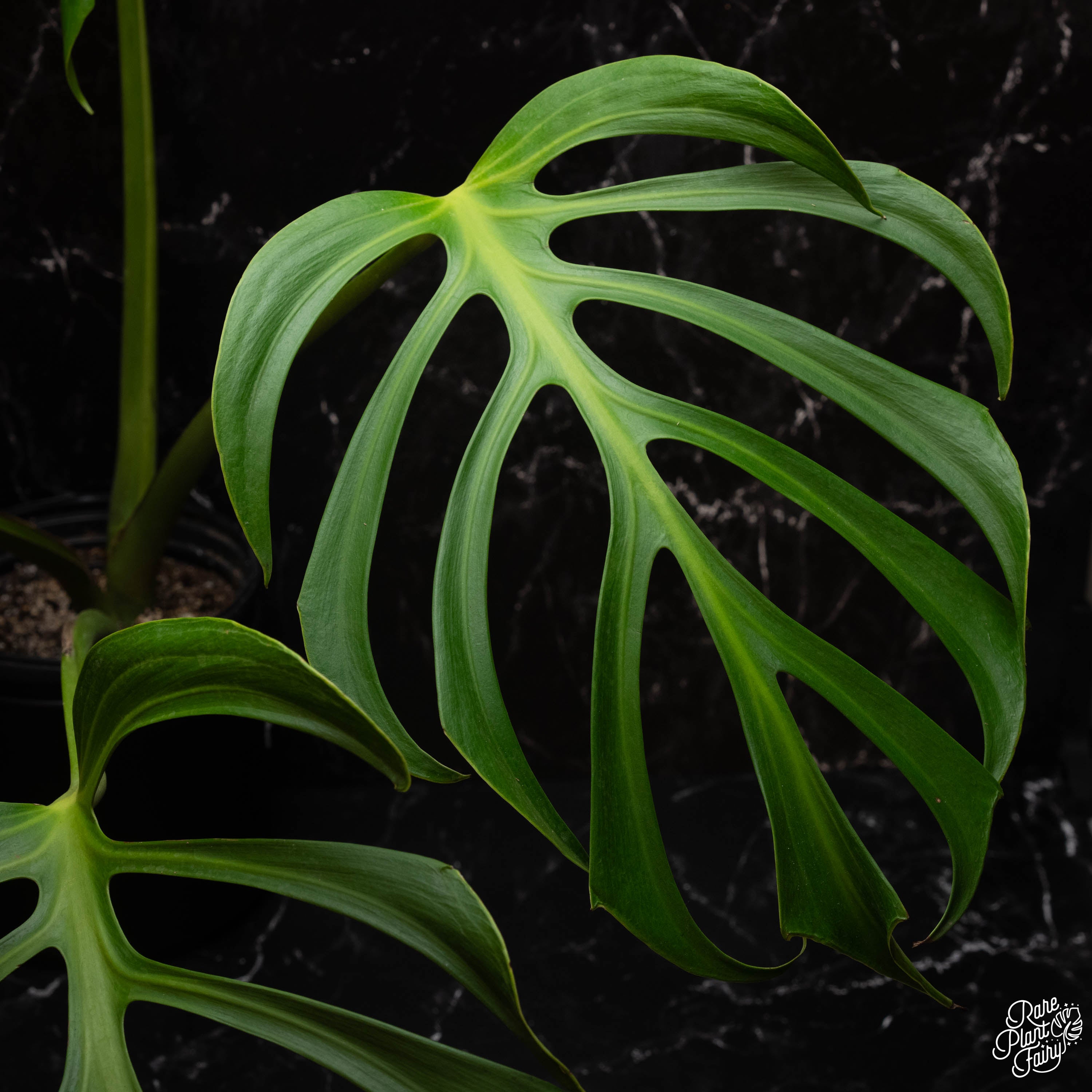 monstera burle marx fantasy Monstera 'Burle Marx Flame' *Grower's Choice* Large
