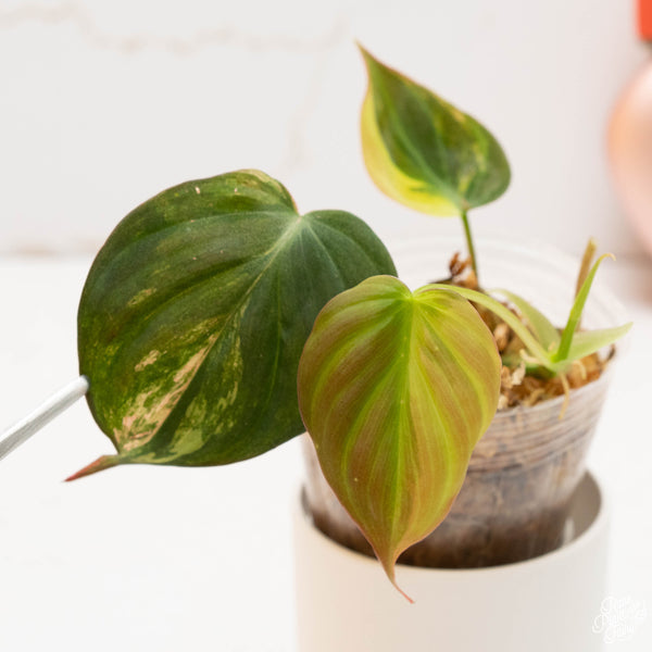 Philodendron micans variegated (36D)