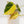 Load image into Gallery viewer, Philodendron micans aurea variegated (36E)
