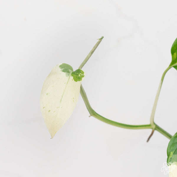 Monstera laniata mint/albo variegated (A13)