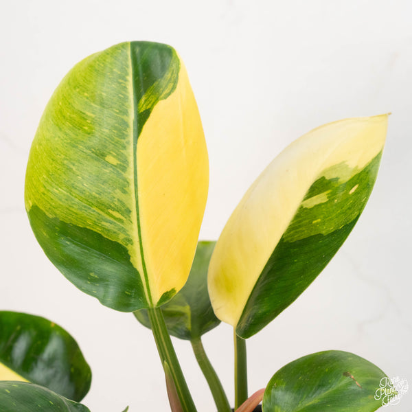 Philodendron Green Congo variegated hybrid (A13) *round leaves*