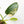 Load image into Gallery viewer, Philodendron bipennifolium variegated &#39;Violin&#39; (A13)
