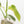 Load image into Gallery viewer, Philodendron bipennifolium variegated &#39;Violin&#39; (A13)
