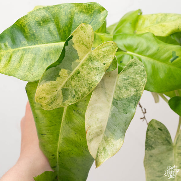 Philodendron 'Burle Marx' mint variegated (A13)