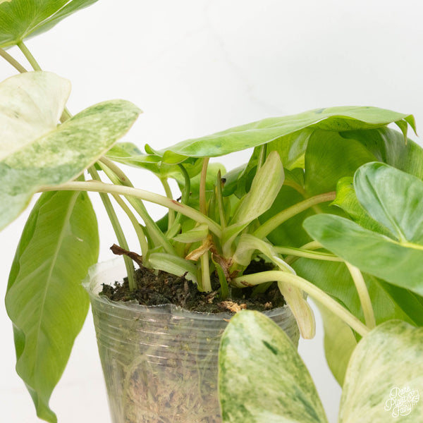 Philodendron 'Burle Marx' mint variegated (A13)
