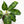 Load image into Gallery viewer, Aglaonema pictum tricolor (36B)
