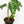 Load image into Gallery viewer, Aglaonema pictum tricolor (36B)
