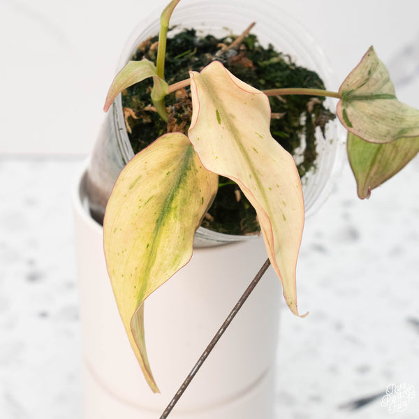 Philodendron micans mint variegated (B13)