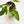 Load image into Gallery viewer, Syngonium angustatum variegated (36A)
