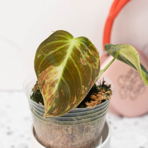 Philodendron melanochrysum variegated (A13)