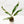 Load image into Gallery viewer, Rhaphidophora megasperma variegated (36A)
