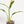 Load image into Gallery viewer, Rhaphidophora megasperma variegated (36A)
