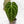 Load image into Gallery viewer, Anthurium (stripey magnificum x magnificum) x self (B13) *sport variegation*
