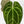 Load image into Gallery viewer, Anthurium (stripey magnificum x magnificum) x self (B13) *sport variegation*
