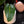 Load image into Gallery viewer, Philodendron ilsemanii (48A)
