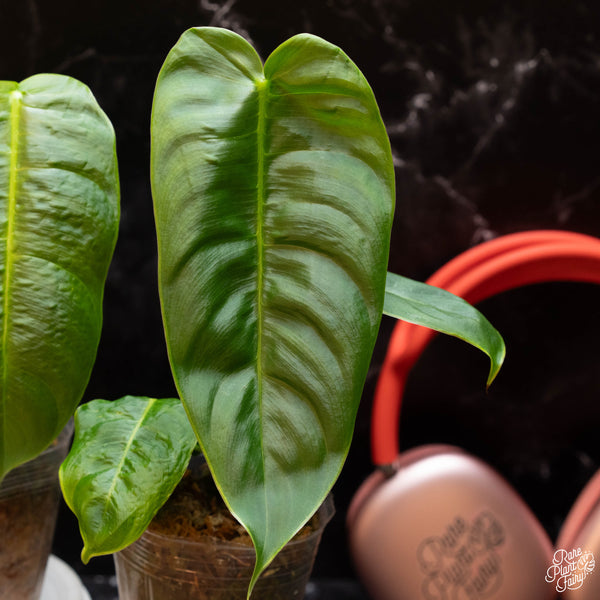 Philodendron sharoniae *Grower's choice*