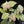 Load image into Gallery viewer, Syngonium green splash / green spot / grey ghost *Grower&#39;s choice*
