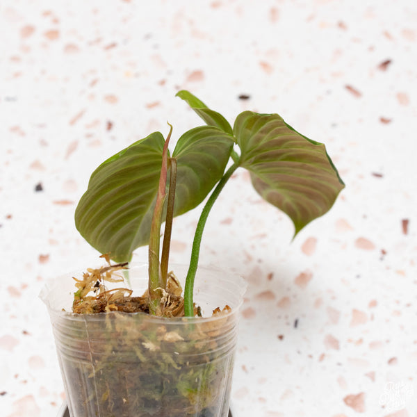 Philodendron 'Majestic' (verrucosum x sodiroi) starter *Grower's choice*