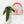 Load image into Gallery viewer, Anthurium pallidiflorum seedling *Grower&#39;s Choice*
