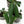 Load image into Gallery viewer, Anthurium wendlingeri seedling *Grower’s Choice*
