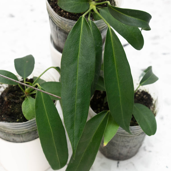 Anthurium wendlingeri seedling *Grower’s Choice*