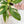 Load image into Gallery viewer, Spathiphyllum sensation albo variegated (A13)
