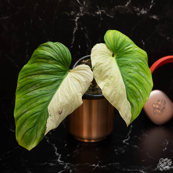 Philodendron mamei albo variegated (A14)