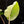 Load image into Gallery viewer, Philodendron mamei albo variegated (A14)
