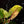 Load image into Gallery viewer, Philodendron ilsemanii (A14)
