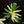 Load image into Gallery viewer, Philodendron warscewiczii variegated (A08)
