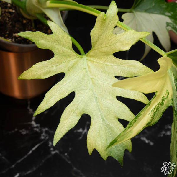 Philodendron warscewiczii variegated (A08)