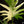 Load image into Gallery viewer, Philodendron warscewiczii variegated (A08)
