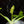 Load image into Gallery viewer, Philodendron warscewiczii variegated (A14)
