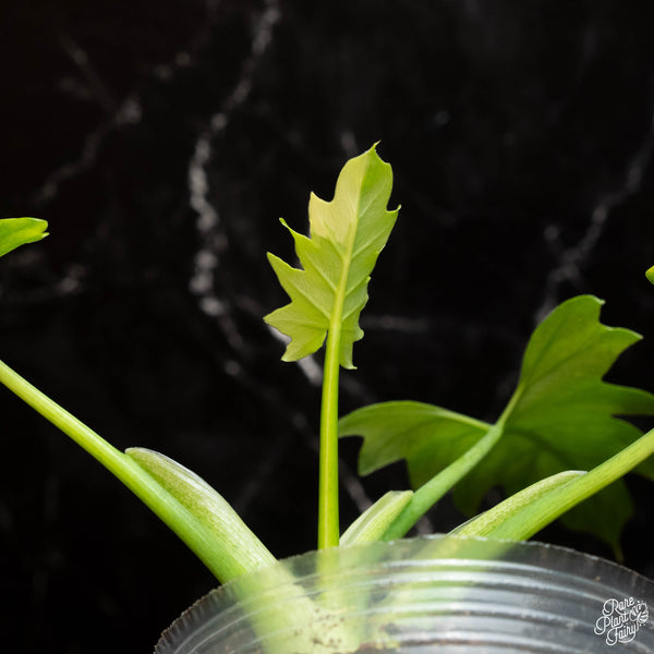 Philodendron warscewiczii variegated (A14)