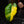 Load image into Gallery viewer, Philodendron &#39;Jungle Fever&#39; (A14)
