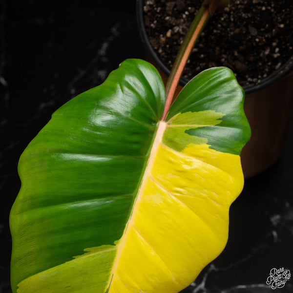 Philodendron 'Jungle Fever' (A14)