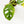 Load image into Gallery viewer, Monstera adansonii aurea variegated (37A)
