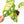 Load image into Gallery viewer, Monstera adansonii aurea variegated (37B)
