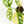 Load image into Gallery viewer, Monstera adansonii aurea variegated (37B)

