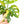 Load image into Gallery viewer, Monstera adansonii aurea variegated (37C)
