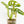 Load image into Gallery viewer, Monstera adansonii aurea variegated (37C)
