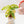 Load image into Gallery viewer, Monstera adansonii aurea variegated (37D)
