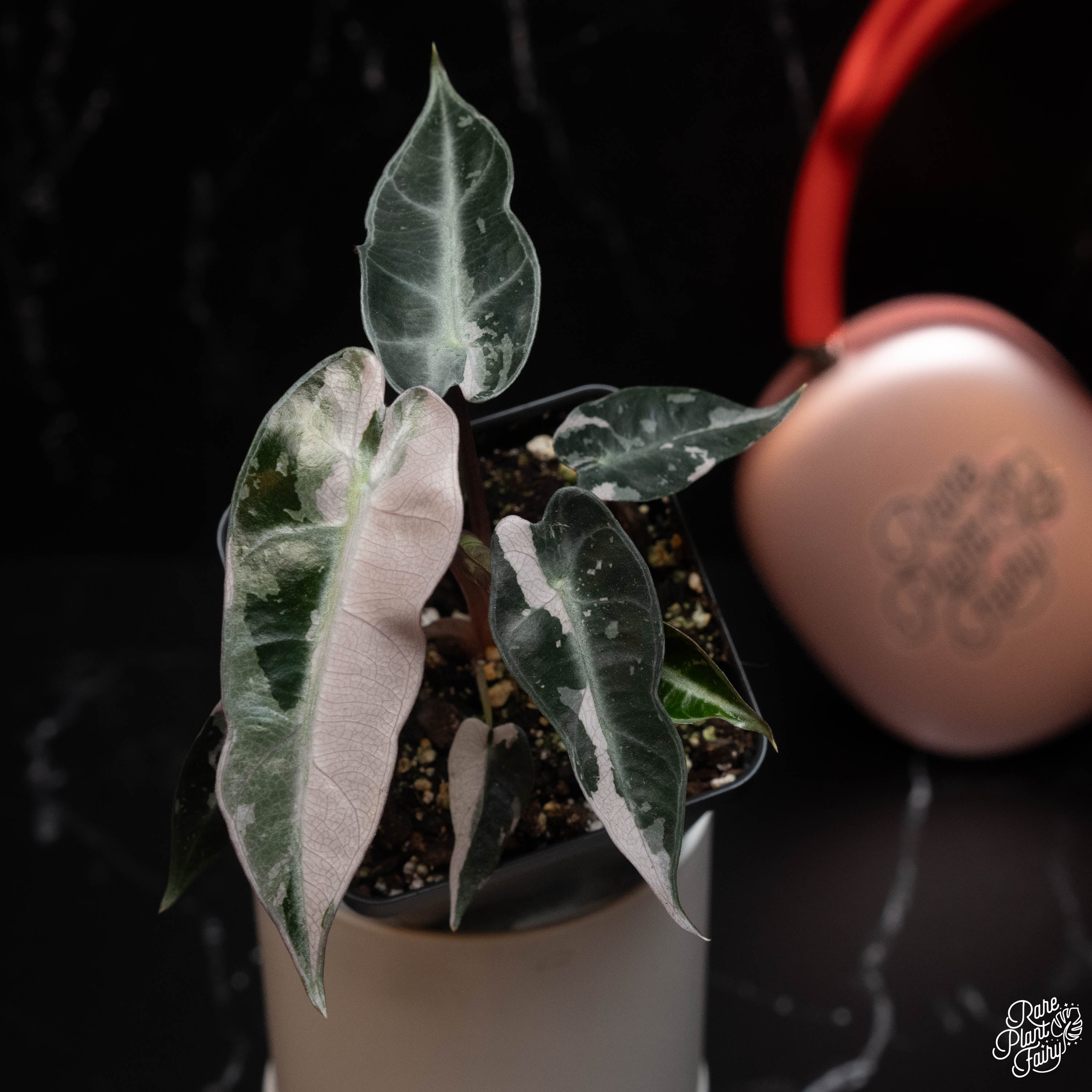 philodendron bambino Alocasia zebrina variegated *Grower's Choice*