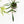 Load image into Gallery viewer, Philodendron polypodioides (37A)
