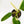 Load image into Gallery viewer, Philodendron &#39;Jose Buono&#39; (37A)
