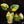 Load image into Gallery viewer, Homalomena rubescens aurea variegated (B14)
